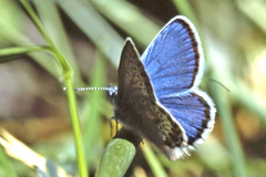 Plebejus idas