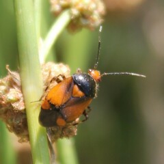 Deraeocoris schach