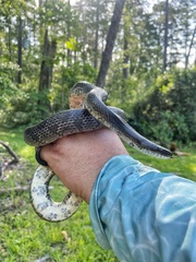 Lampropeltis calligaster