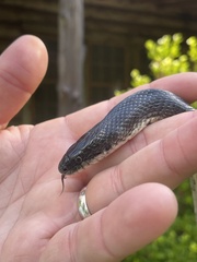 Lampropeltis calligaster