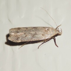 Anacampsis