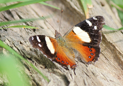 Vanessa itea