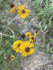 Helenium flexuosum