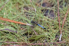 Erythrodiplax minuscula