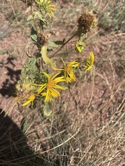 Grindelia subalpina