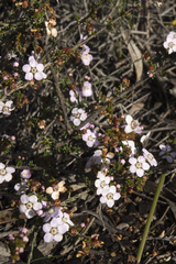 Chamelaucieae