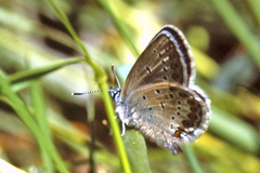Plebejus idas
