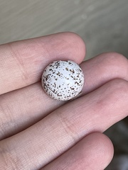 Hirundo rustica erythrogaster