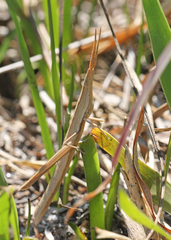 Achurum carinatum
