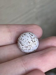 Hirundo rustica erythrogaster