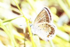 Plebejus idas