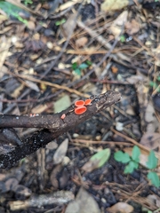Sarcoscypha coccinea