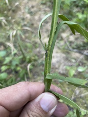 Helenium flexuosum