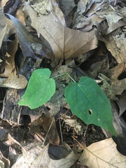 Acer platanoides