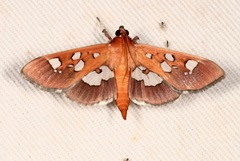 Phostria oajacalis