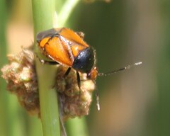 Deraeocoris schach
