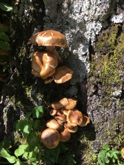 Armillaria gallica