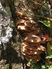 Armillaria gallica