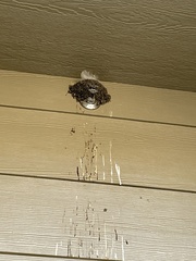 Hirundo rustica erythrogaster