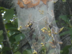 Hyphantria cunea