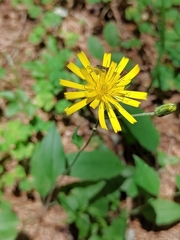 Hieracium