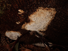 Neoantrodia serialis