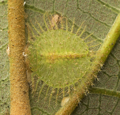 Myiodactylinae