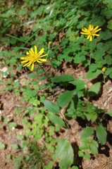 Hieracium