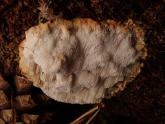 Neoantrodia serialis