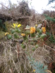Hieracium umbellatum