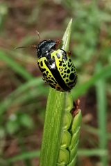 Calligrapha pantherina