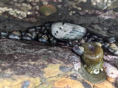 Haliotis cracherodii