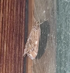 Loxostege sticticalis