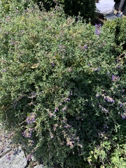 Aloysia
