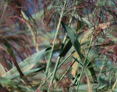 Acrocephalus scirpaceus