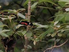 Heliconius hortense