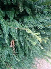 Taxus baccata