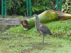 Tigrisoma mexicanum