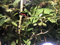 Heliconius hortense