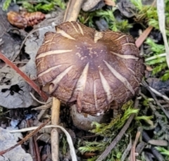 Tricholomopsis rutilans