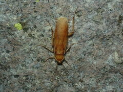 Shelfordella lateralis