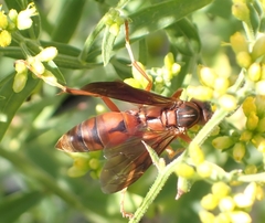 Polistes rubiginosus