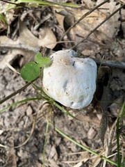 Hypomyces chrysospermus