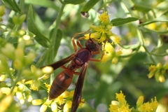 Polistes rubiginosus
