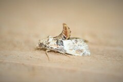 Neodavisia melusina