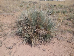 Yucca glauca