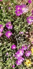 Drosanthemum hispidum