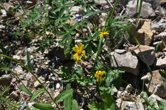 Arnica latifolia