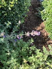 Aloysia