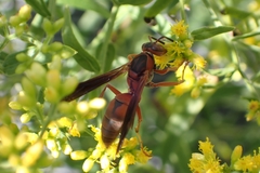 Polistes rubiginosus